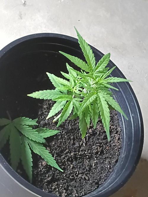 First grow(Blueberry auto). Week 6