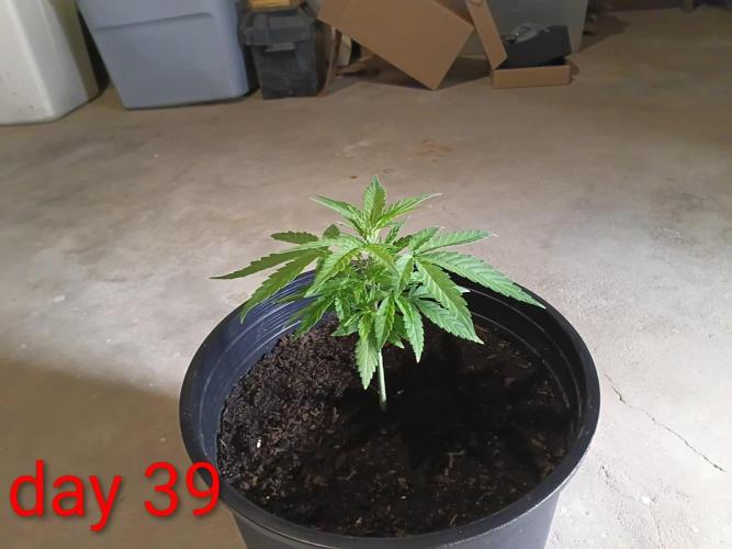 First grow(Blueberry auto). Week 6