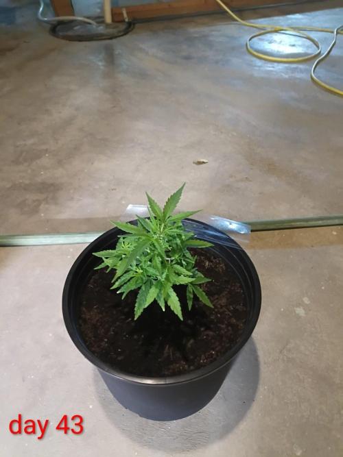 First grow(Blueberry auto). Week 6