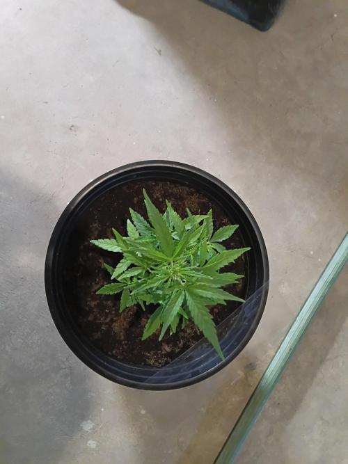First grow(Blueberry auto). Week 6