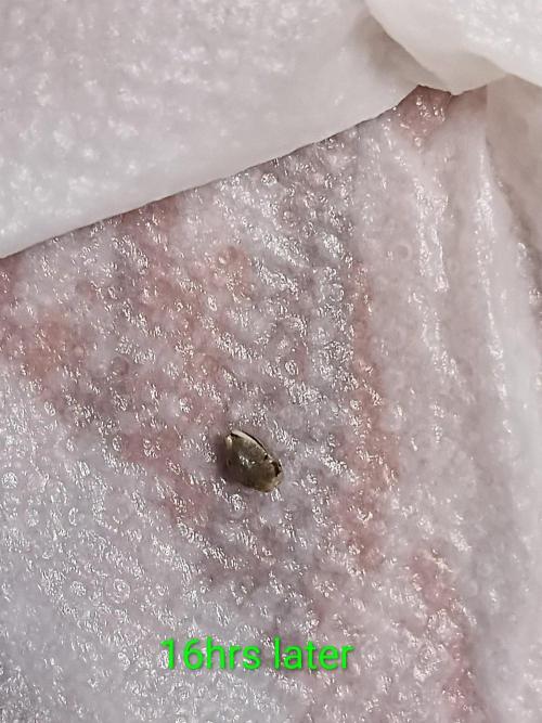 Mosi exotics. Week 0