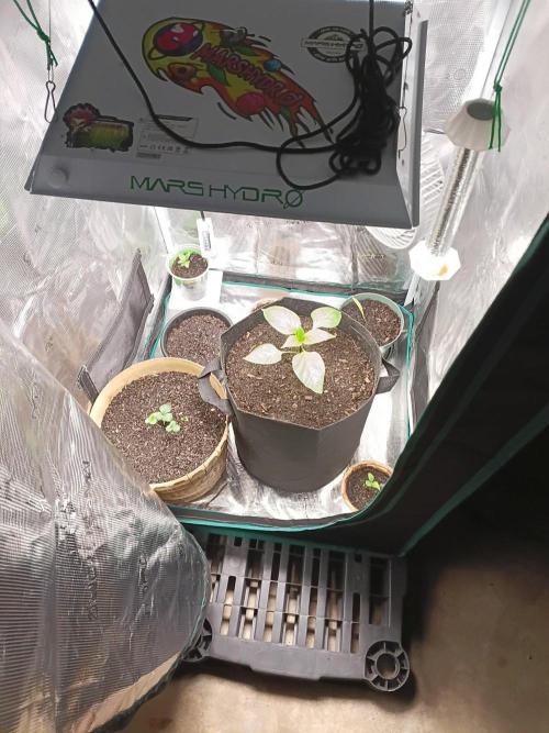 Sunberry Gelato . Week 0