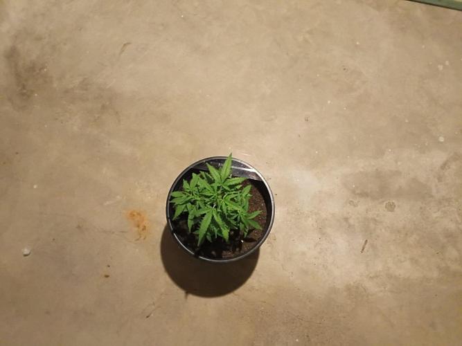First grow(Blueberry auto). Week 7