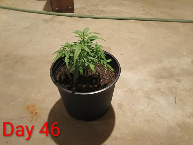 First grow(Blueberry auto). Week 7
