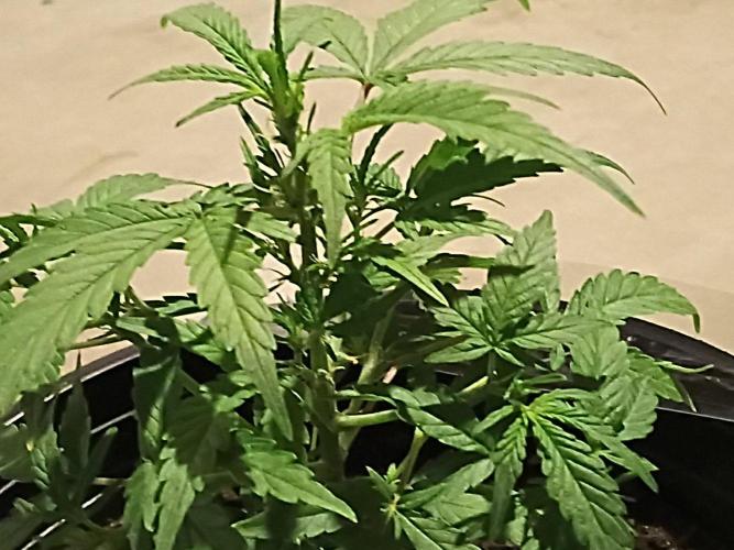 First grow(Blueberry auto). Week 7