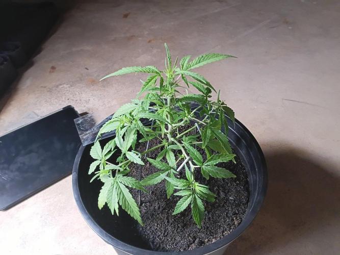 First grow(Blueberry auto). Week 7