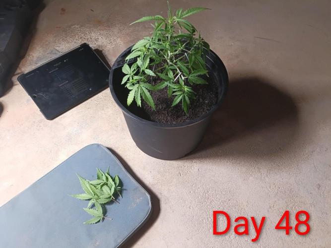 First grow(Blueberry auto). Week 7 - LST used and a light defoliation 
