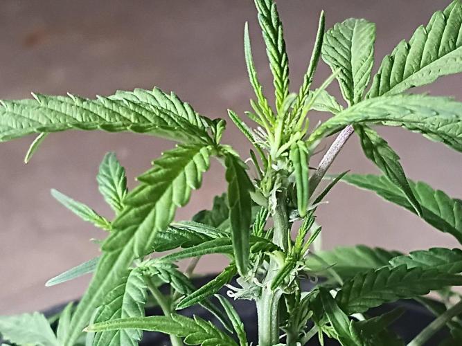 First grow(Blueberry auto). Week 7