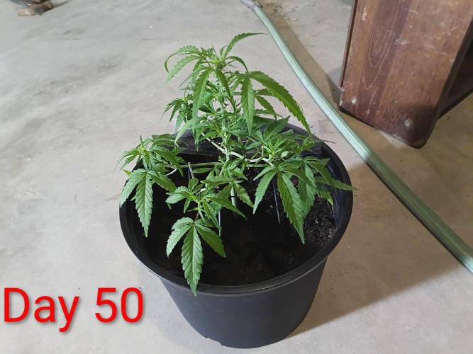 First grow(Blueberry auto). Week 7