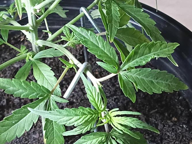First grow(Blueberry auto). Week 7