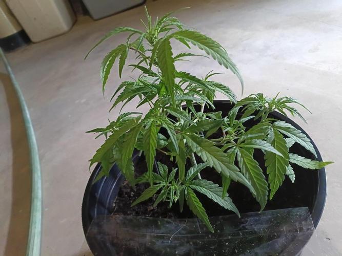 First grow(Blueberry auto). Week 7
