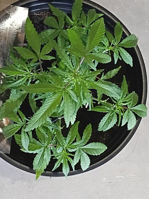 First grow(Blueberry auto). Week 7