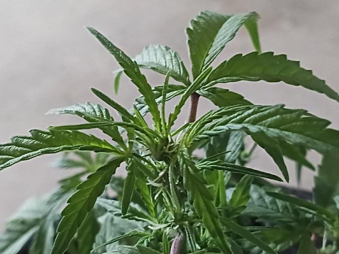 First grow(Blueberry auto). Week 7
