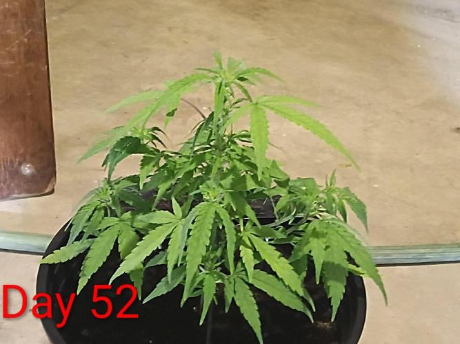 First grow(Blueberry auto). Week 8