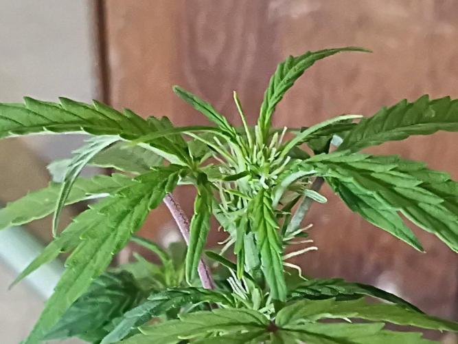 First grow(Blueberry auto). Week 8