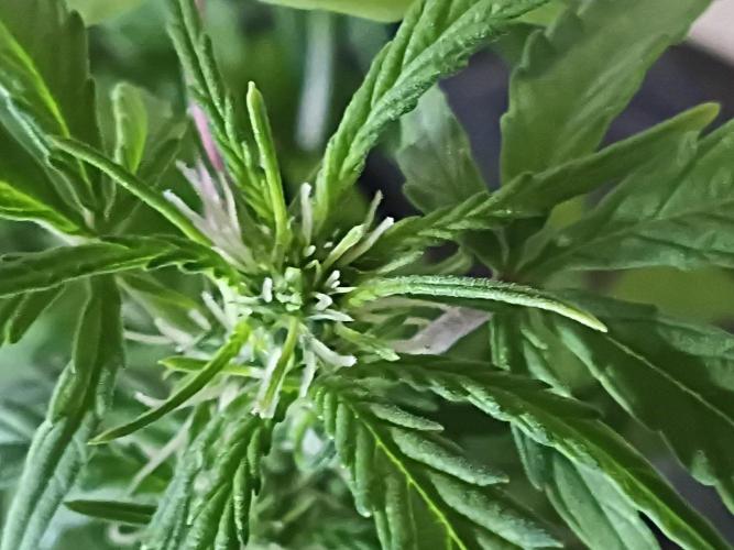 First grow(Blueberry auto). Week 8
