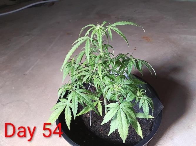 First grow(Blueberry auto). Week 8