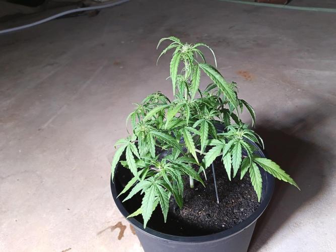 First grow(Blueberry auto). Week 8