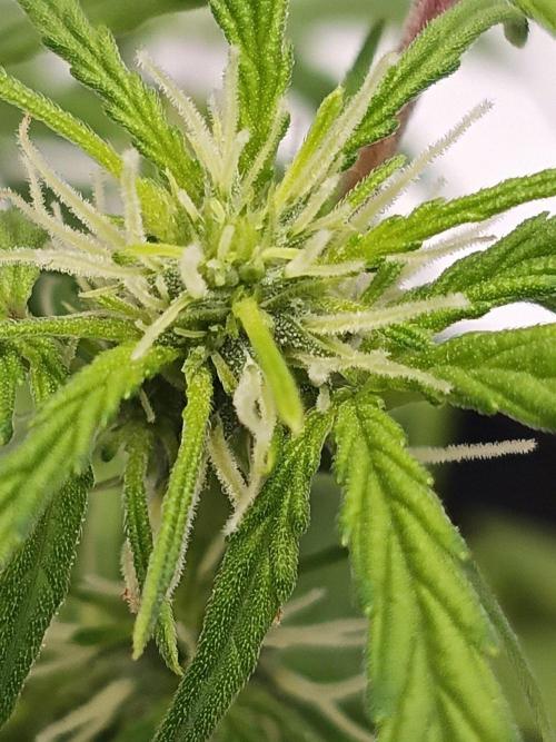 First grow(Blueberry auto). Week 8