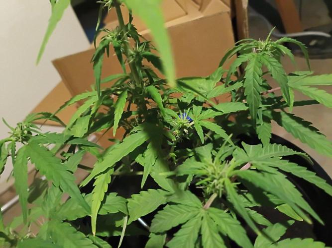 First grow(Blueberry auto). Week 8