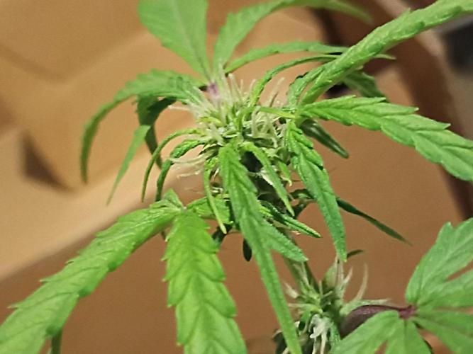 First grow(Blueberry auto). Week 8