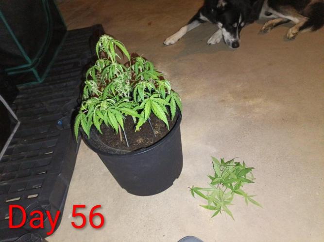 First grow(Blueberry auto). Week 8