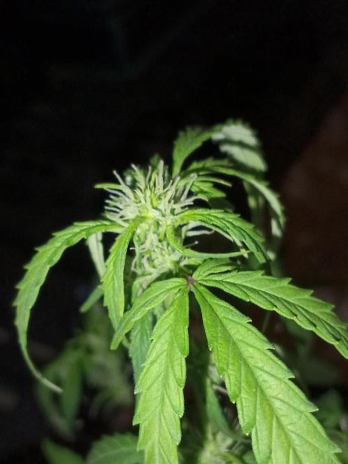 First grow(Blueberry auto). Week 8