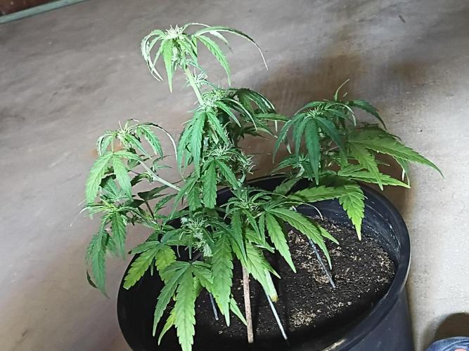 First grow(Blueberry auto). Week 8