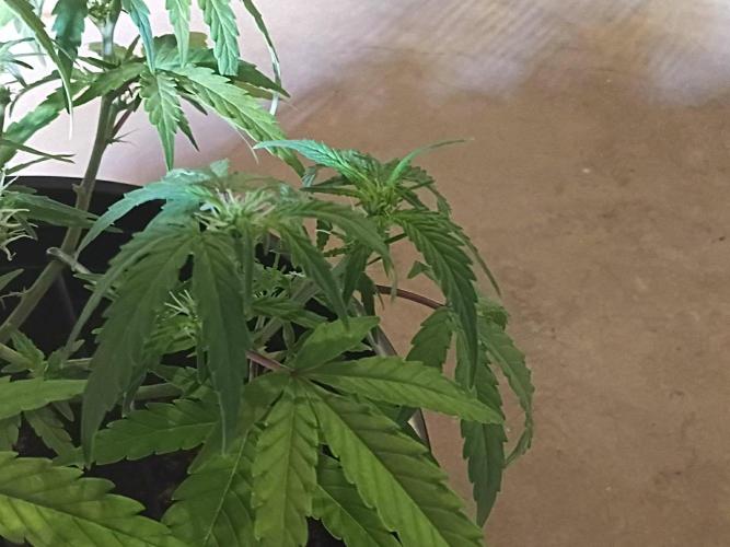 First grow(Blueberry auto). Week 8