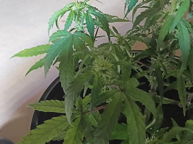 First grow(Blueberry auto). Week 8