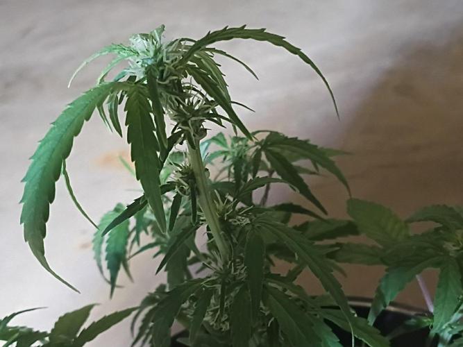 First grow(Blueberry auto). Week 8