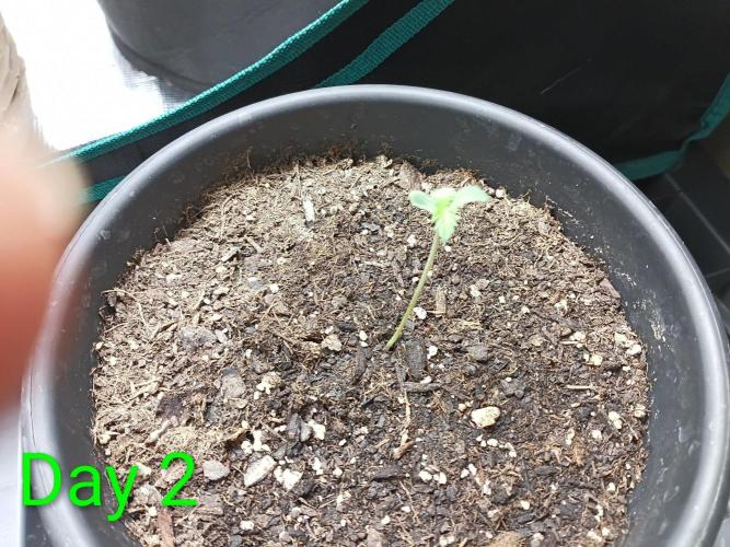Mosi exotics. Week 1