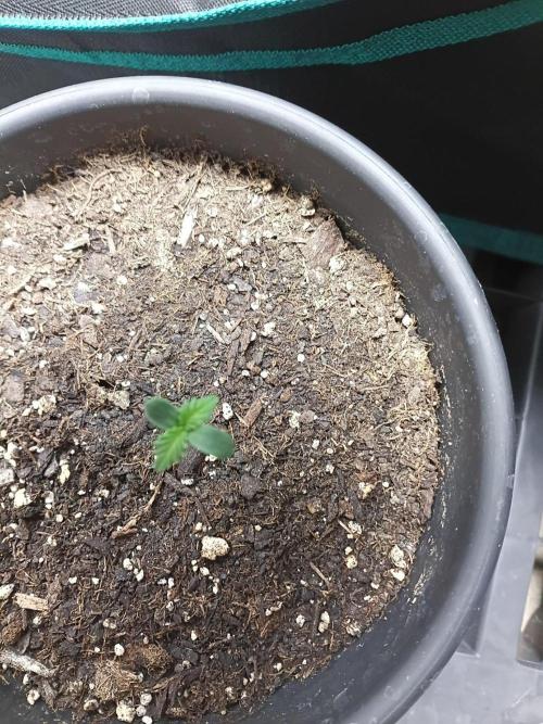 Mosi exotics. Week 1