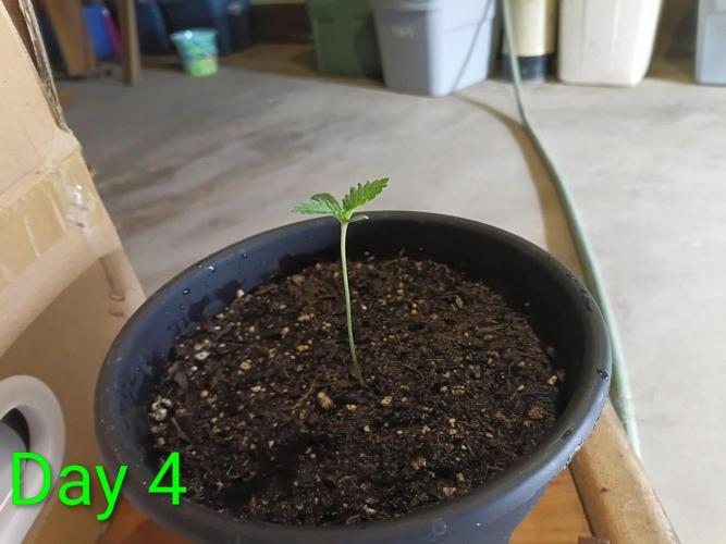 Mosi exotics. Week 1