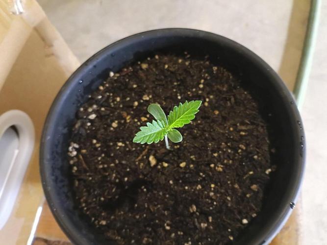 Mosi exotics. Week 1