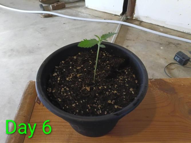 Mosi exotics. Week 1