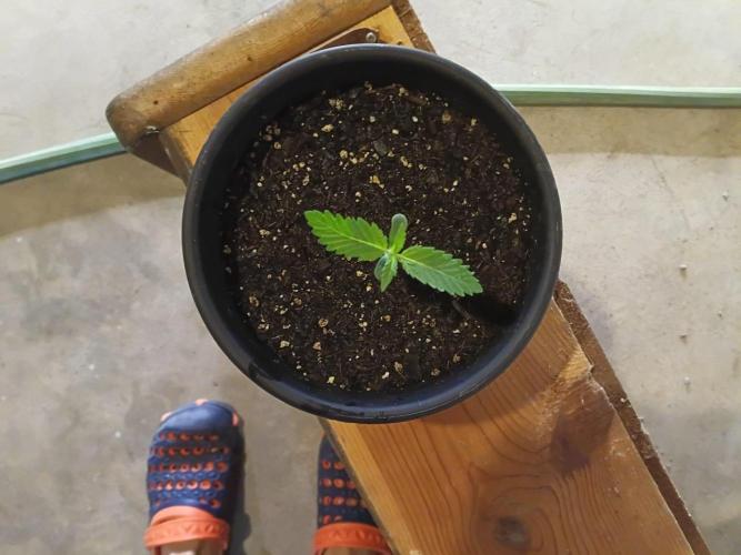 Mosi exotics. Week 1