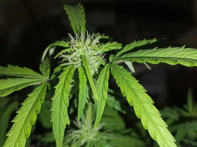 First grow(Blueberry auto). Week 9