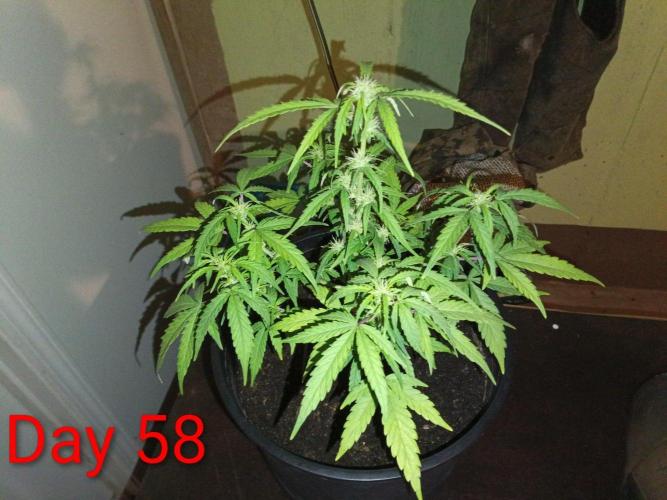 First grow(Blueberry auto). Week 9