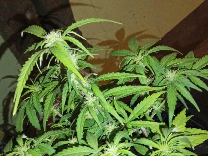First grow(Blueberry auto). Week 9