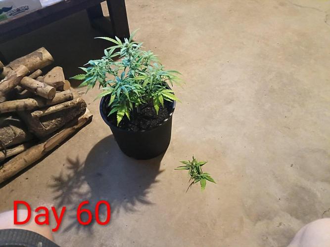 First grow(Blueberry auto). Week 9