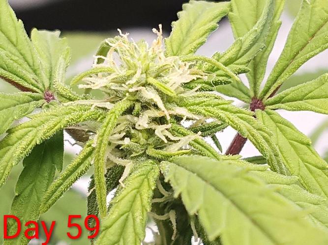 First grow(Blueberry auto). Week 9