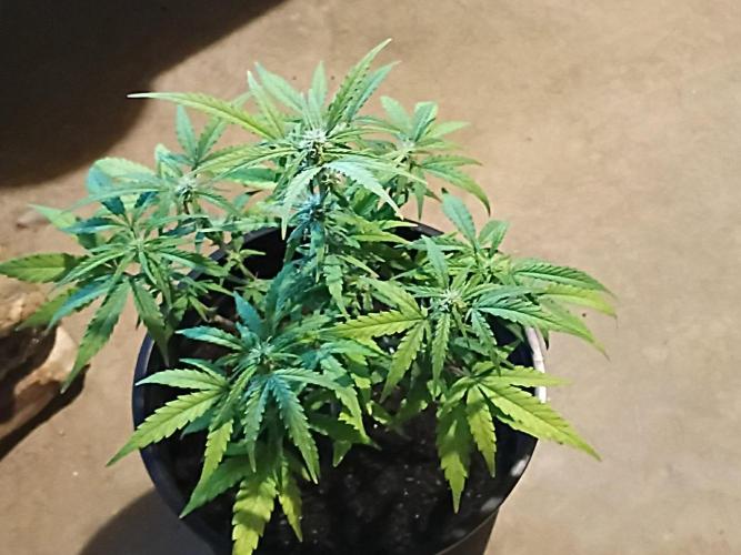 First grow(Blueberry auto). Week 9