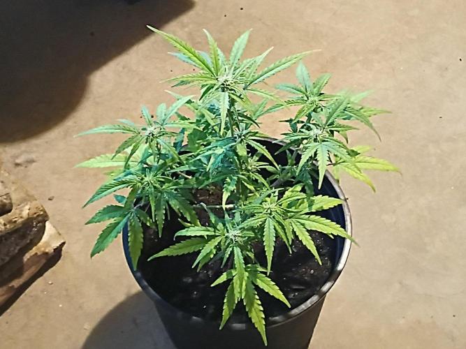 First grow(Blueberry auto). Week 9