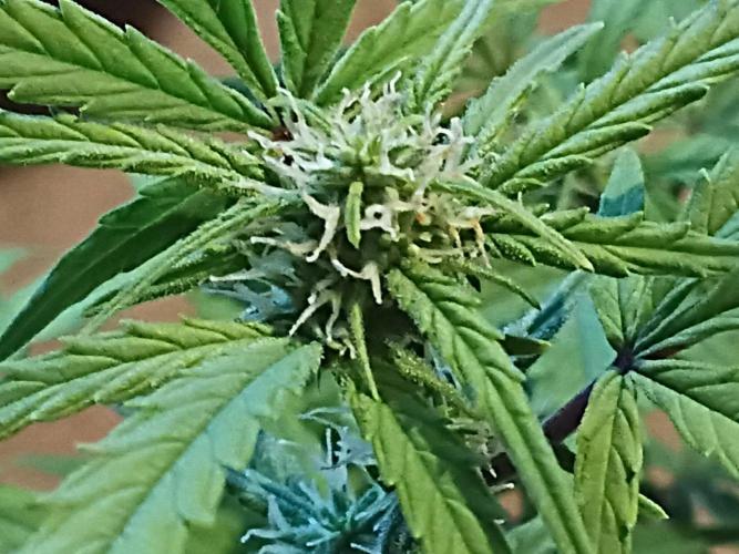 First grow(Blueberry auto). Week 9