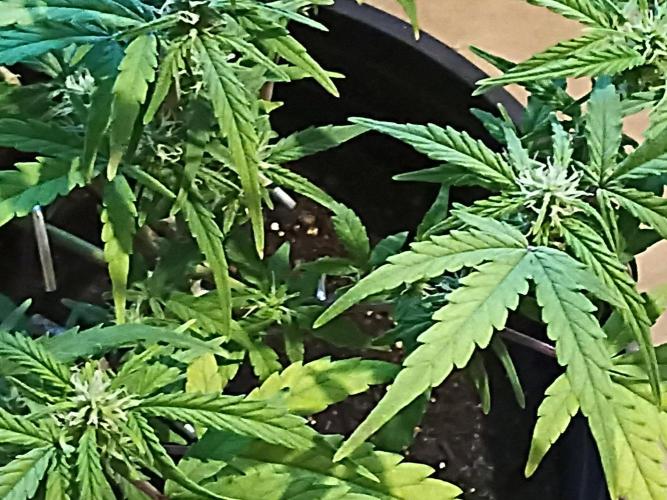 First grow(Blueberry auto). Week 9