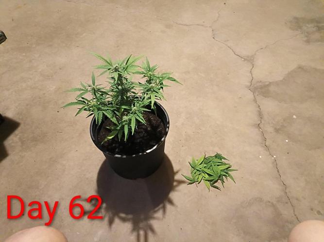First grow(Blueberry auto). Week 9