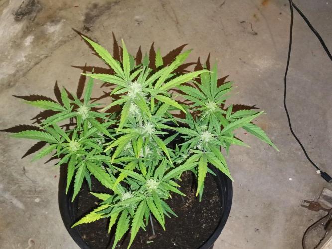 First grow(Blueberry auto). Week 9