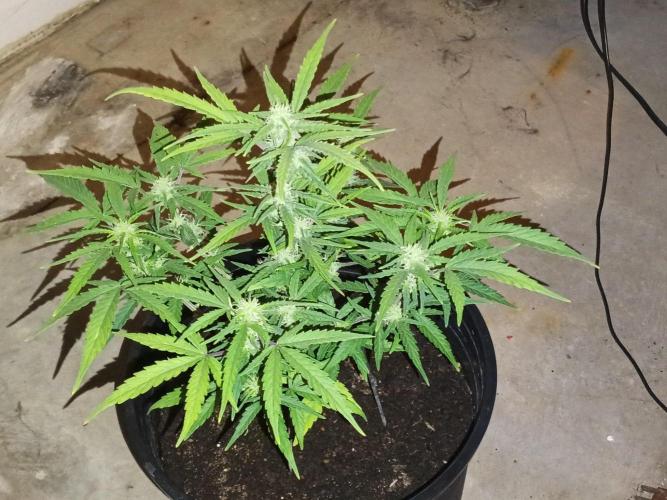 First grow(Blueberry auto). Week 9