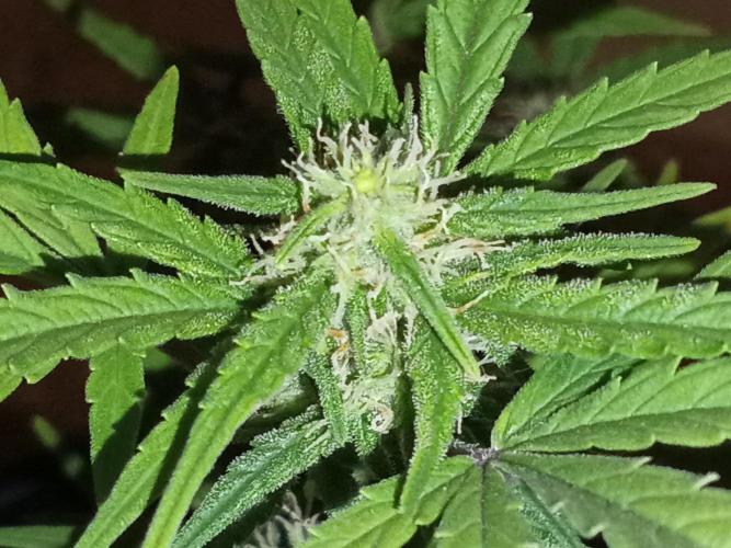 First grow(Blueberry auto). Week 9